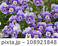 紫パンジー 108923848