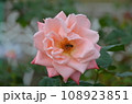 ピンクのバラとミツバチ 108923851