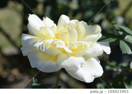 バラ（ネージュ・パルファン） 108923903