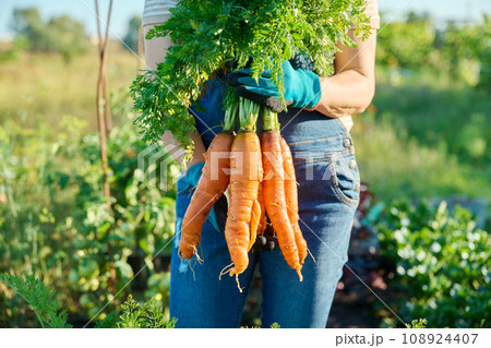 Close-up of harvest of carrots in hands of female farmer, farmer's market 108924407