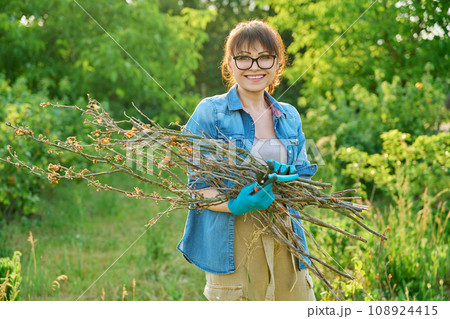 Woman with dry branches of blackcurrant bushes, pruning shears in garden 108924415
