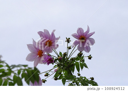秋の庭に咲くピンク色の皇帝ダリアの花 秋の庭に咲くピンク色の皇帝ダリアの花 108924512