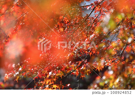 前ボケ越しのカエデの紅葉 前ボケ越しのカエデの紅葉 108924852