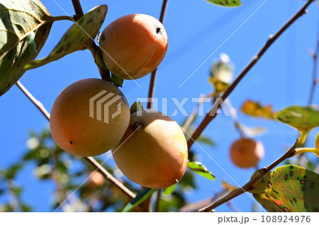 シブガキの実と木 108924976