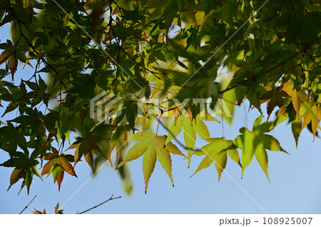 色づき始めの紅葉 108925007