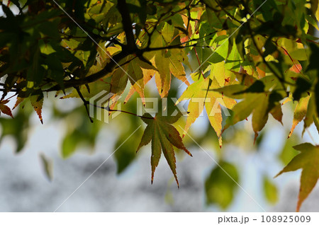 色づき始めの紅葉 108925009