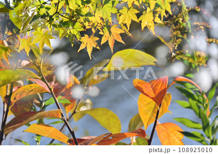 色づき始めの紅葉 108925010