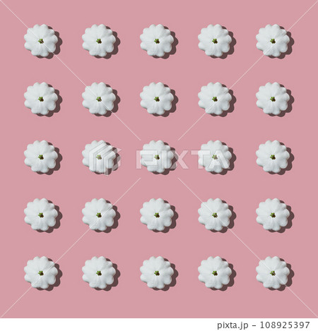 Pattern with white bush pumpkin on pink background. Top view image. 108925397