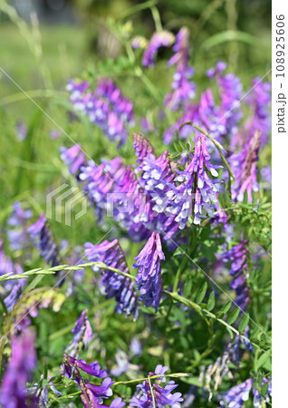 植物：ナヨクサフジ　マメ科 108925606