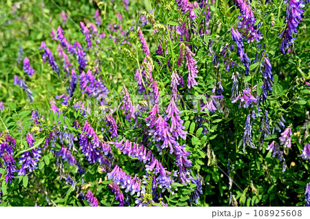 植物：ナヨクサフジ　マメ科 108925608