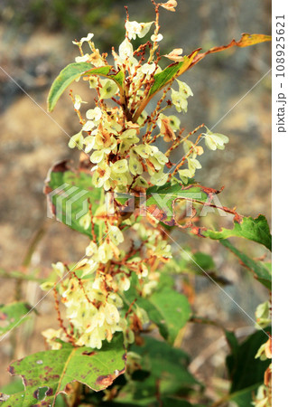 イタドリの果実 イタドリの果実 108925621