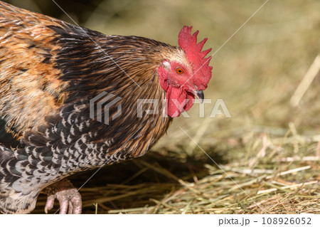 Free-ranging barnyard rooster with colorful plumage, outdoor breeding. Free-ranging barnyard rooster with colorful plumage, outdoor breeding. 108926052