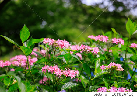 梅雨に咲きほこる万葉の花 アジサイ 梅雨に咲きほこる万葉の花 アジサイ 108926410