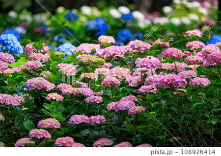梅雨に咲きほこる万葉の花　アジサイ 108926414
