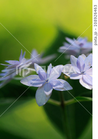 梅雨に咲きほこる万葉の花 アジサイ 梅雨に咲きほこる万葉の花 アジサイ 108926463
