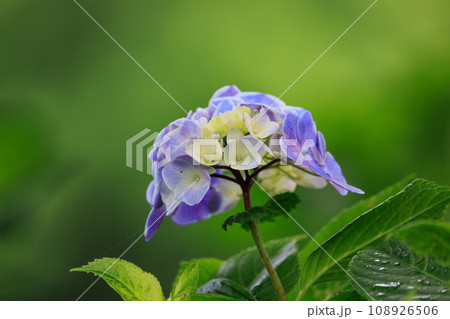 梅雨に咲きほこる万葉の花　アジサイ 108926506