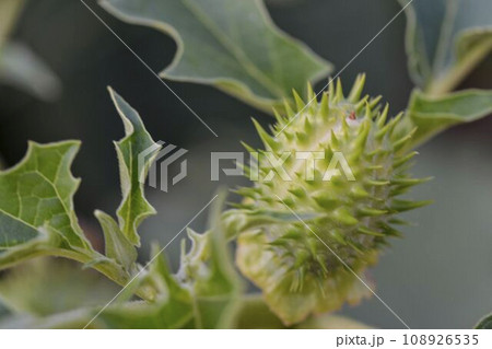 Datura stramonium, known by the common names, jimson weed, ditch weed, stink weed, loco weed,Korean morning glory, Jamestown weed, thorn apple, angel's trumpet, devil's trumpet, devil's snare, devil's Datura stramonium, known by the common names, jimson weed, ditch weed, stink weed, loco weed,Korean morning glory, Jamestown weed, thorn apple, angel's trumpet, devil's trumpet, devil's snare, devil's 108926535