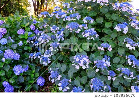 梅雨に咲きほこる万葉の花　アジサイ 108926670
