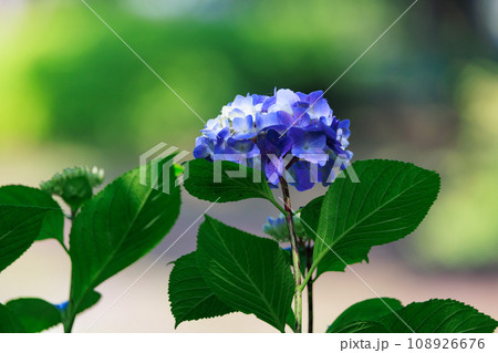 梅雨に咲きほこる万葉の花 アジサイ 梅雨に咲きほこる万葉の花 アジサイ 108926676