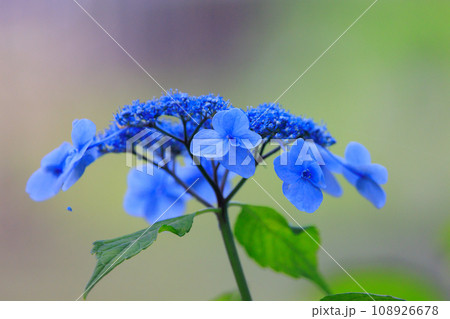 梅雨に咲きほこる万葉の花　アジサイ 108926678