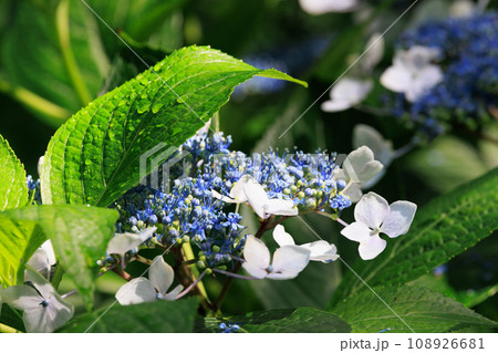 梅雨に咲きほこる万葉の花 アジサイ 梅雨に咲きほこる万葉の花 アジサイ 108926681