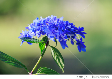 梅雨に咲きほこる万葉の花 アジサイ 梅雨に咲きほこる万葉の花 アジサイ 108926699