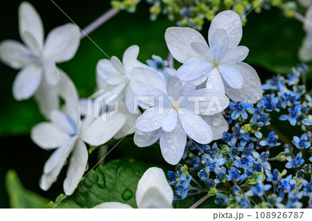 梅雨に咲きほこる万葉の花 アジサイ 梅雨に咲きほこる万葉の花 アジサイ 108926787