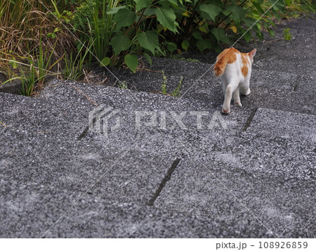 茶白の猫を弟のように可愛がり守る黒猫 茶白の猫を弟のように可愛がり守る黒猫 108926859