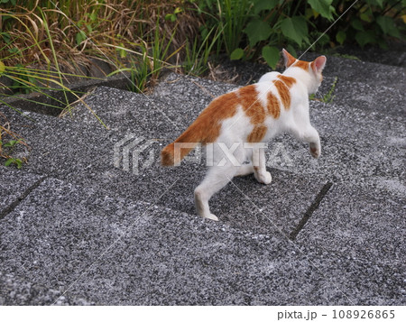 茶白の猫を弟のように可愛がり守る黒猫 茶白の猫を弟のように可愛がり守る黒猫 108926865
