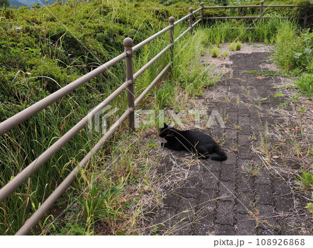 茶白の猫を弟のように可愛がり守る黒猫 108926868