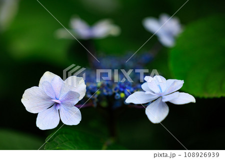 梅雨に咲きほこる万葉の花　アジサイ 108926939