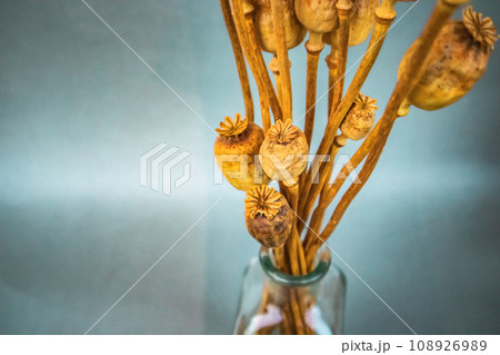 Dried yellow poppy heads golden flowers in a vase on blue background. Decor for home interior. Floral composition with herbarium and free space for text. Artistic composition with withered plants. 108926989