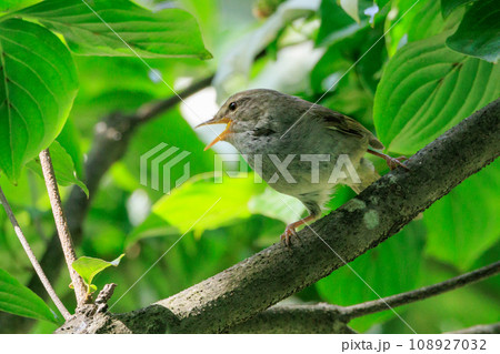 ホーホケッキョとお馴染みの声はすれども姿を見せない春告げ鳥 ウグイス 108927032