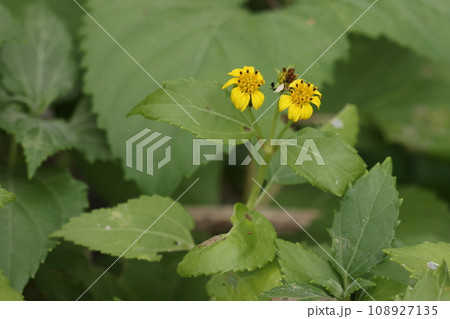 自然　植物　オオハマグルマ、暖地性の海岸植物。頭花は普通、茎先に三個つきます。山原の海岸にて 108927135