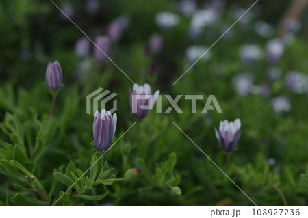 An african daisy flowers closing in the evening 108927236