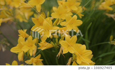 yellow Daylily Hemerocallis flower closeup 108927405