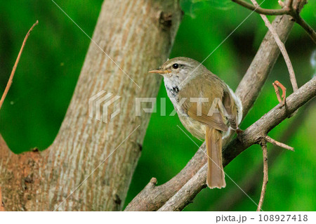 ホーホケッキョとお馴染みの声はすれども姿を見せない春告げ鳥 ウグイス 108927418