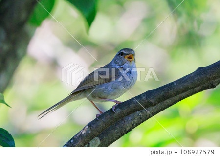 ホーホケッキョとお馴染みの声はすれども姿を見せない春告げ鳥 ウグイス 108927579