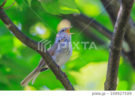ホーホケッキョとお馴染みの声はすれども姿を見せない春告げ鳥 ウグイス 108927589