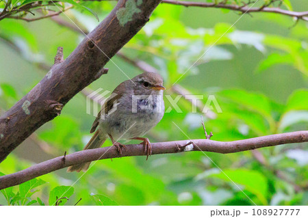 ホーホケッキョとお馴染みの声はすれども姿を見せない春告げ鳥 ウグイス 108927777