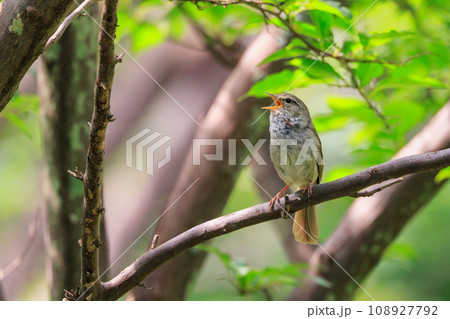 ホーホケッキョとお馴染みの声はすれども姿を見せない春告げ鳥 ウグイス 108927792