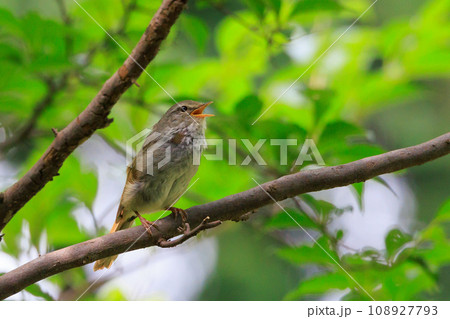 ホーホケッキョとお馴染みの声はすれども姿を見せない春告げ鳥 ウグイス ホーホケッキョとお馴染みの声はすれども姿を見せない春告げ鳥 ウグイス 108927793