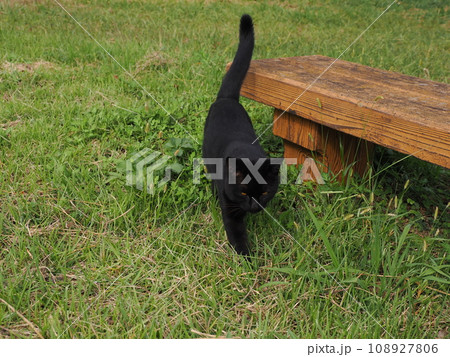 みんなと仲良くしたい茶白子猫と見守る黒猫 みんなと仲良くしたい茶白子猫と見守る黒猫 108927806