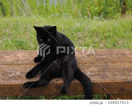 みんなと仲良くしたい茶白子猫と見守る黒猫 108927813
