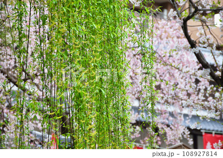 京都 紫雲山頂法寺 六角堂の美しい枝垂れ桜と六角柳(京都市中京区) 京都 紫雲山頂法寺 六角堂の美しい枝垂れ桜と六角柳(京都市中京区) 108927814