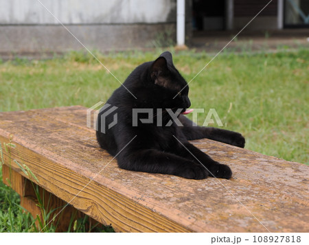 みんなと仲良くしたい茶白子猫と見守る黒猫 みんなと仲良くしたい茶白子猫と見守る黒猫 108927818