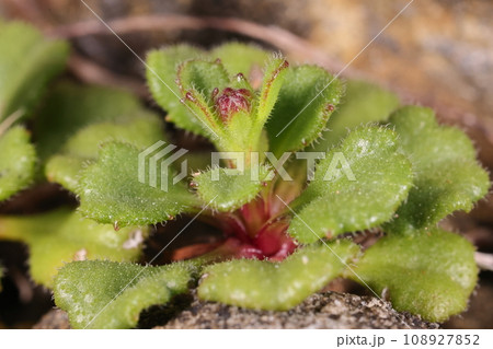 自然 植物 オキナワギク、奄美や沖縄の固有種。沖縄本島では東海岸に生育しているそうです 自然 植物 オキナワギク、奄美や沖縄の固有種。沖縄本島では東海岸に生育しているそうです 108927852