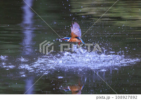 魚を獲るために水中にダイブする瑠璃色の人気者カワセミ 108927892