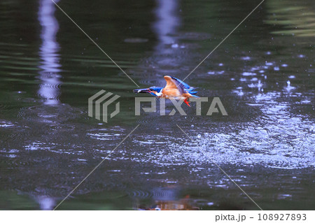 魚を獲るために水中にダイブする瑠璃色の人気者カワセミ 108927893