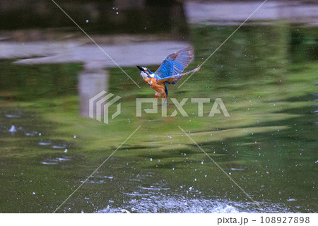 魚を獲るために水中にダイブする瑠璃色の人気者カワセミ 魚を獲るために水中にダイブする瑠璃色の人気者カワセミ 108927898
